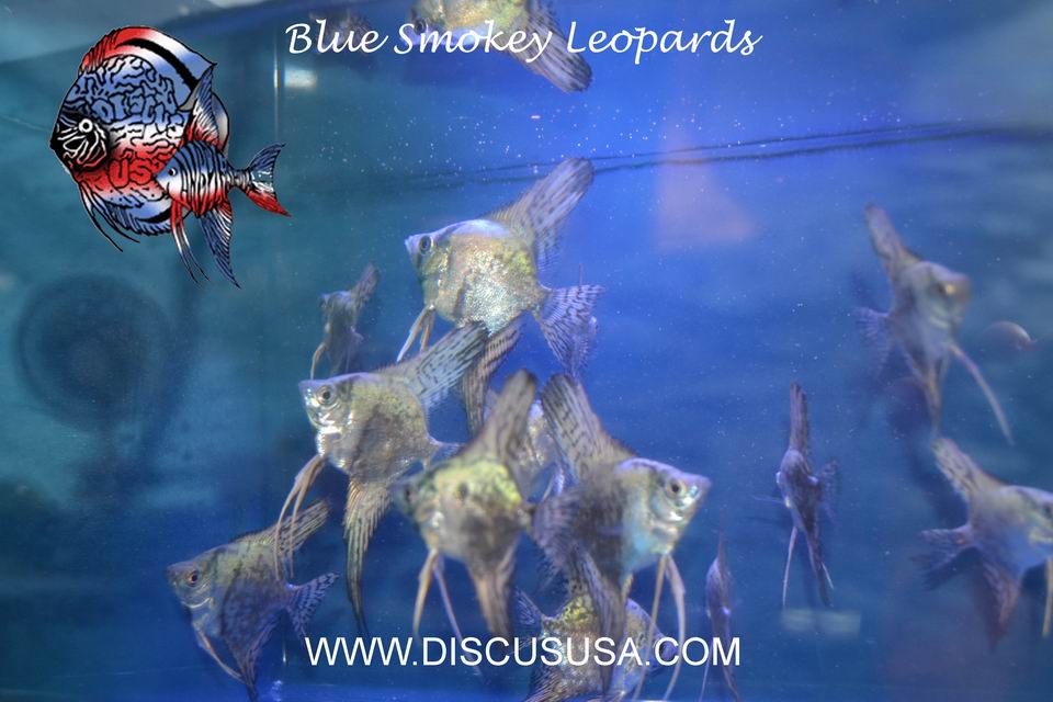 *Pack of 6* Blue Smokey Leopard Angels with FREE SHIPPING
